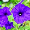 Blue Petunia Paint by numbers