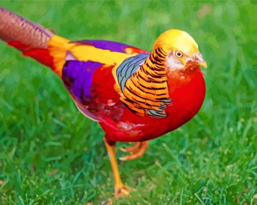 Golden Pheasant Paint by numbers