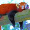 Sleeping-Red-Panda-Lesser-paint-by-number