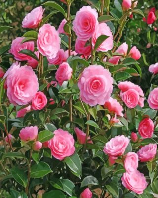 camellia-flowers-paint-by-numbers