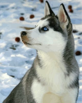 cute-husky-in-snow-paint-by-numbers