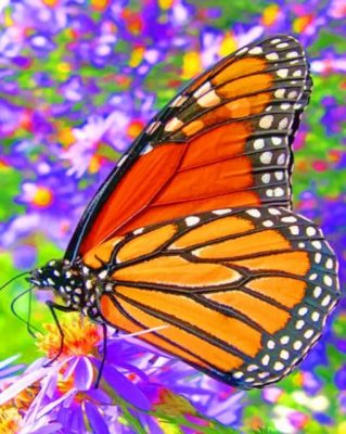 monarch-butterfly-paint-by-numbers-510x639-1