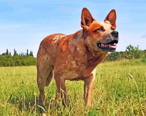 red-heeler-dog-paint-by-number