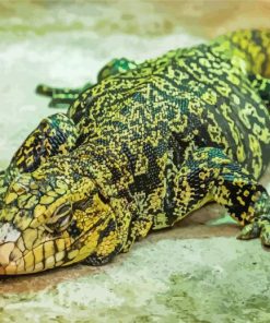 Black And Green Tegu Lizard Paint By Numbers