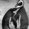 Black And White Penguins Animals Paint By Numbers