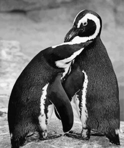 Black And White Penguins Animals Paint By Numbers