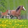 Little Welsh Pony With His Mother Paint By Numbers