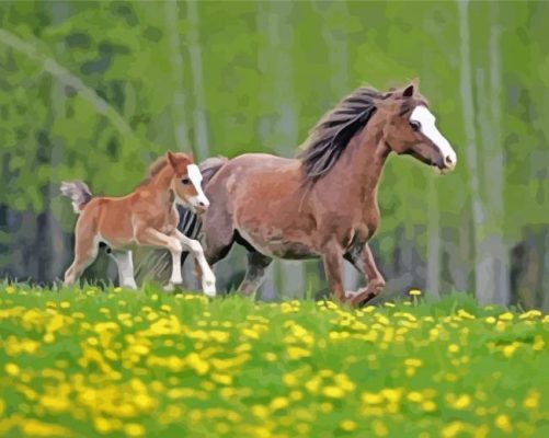 Little Welsh Pony With His Mother Paint By Numbers