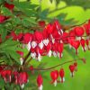 Red Asian Bleeding Heart Paint By Numbers