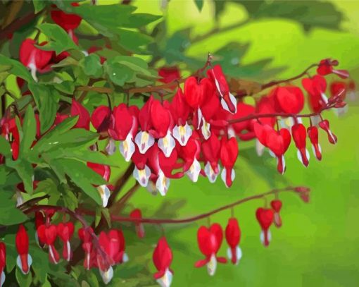 Red Asian Bleeding Heart Paint By Numbers