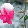 Rose Spring Flower In Snow Paint By Number