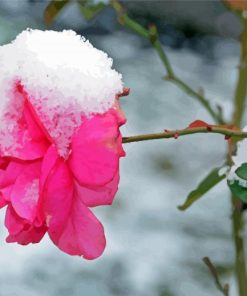 Rose Spring Flower In Snow Paint By Number