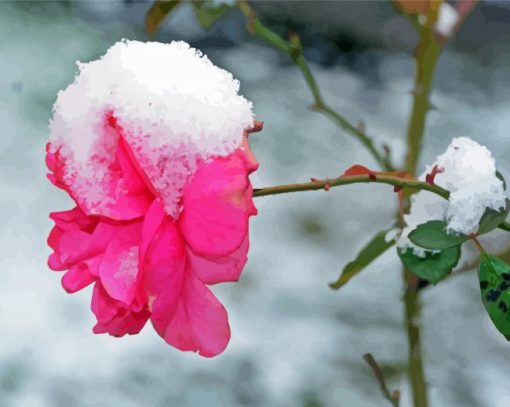 Rose Spring Flower In Snow Paint By Number