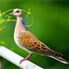 Turtle Dove Paint By Numbers