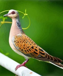 Turtle Dove Paint By Numbers