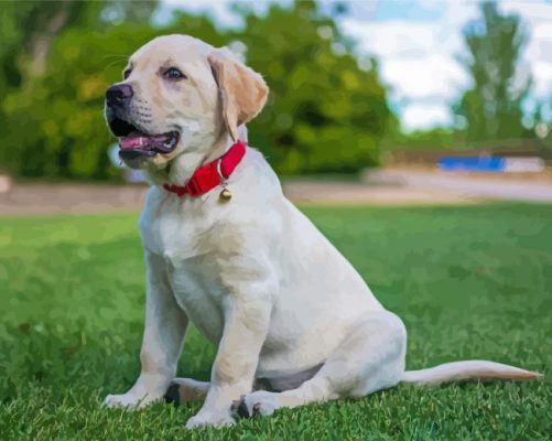 White Labrador Dog Animal Paint By Numbers