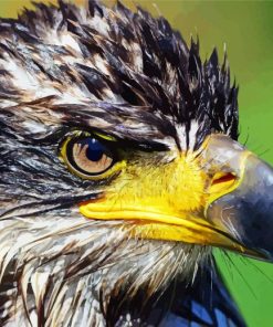 Aesthetic Eagle Bird Portrait Paint By Numbers