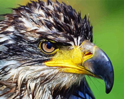 Aesthetic Eagle Bird Portrait Paint By Numbers