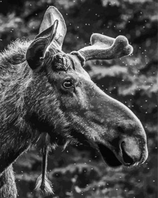 Black And White Moose Head Paint By Numbers