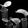 Black And White Pitcher Plant Paint By Numbers