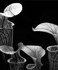 Black And White Pitcher Plant Paint By Numbers