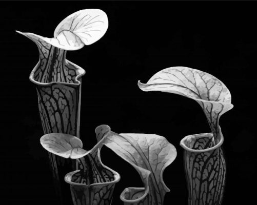 Black And White Pitcher Plant Paint By Numbers