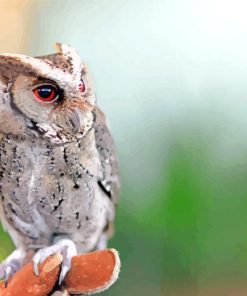 Cute Philippine Scops Owl Paint By Number