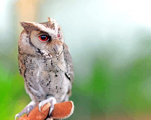 Cute Philippine Scops Owl Paint By Number