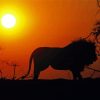 Lion Sunset Silhouette Paint By Numbers