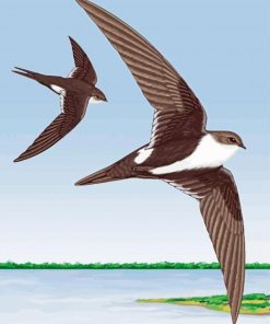 Two Swift Birds Paint By Numbers