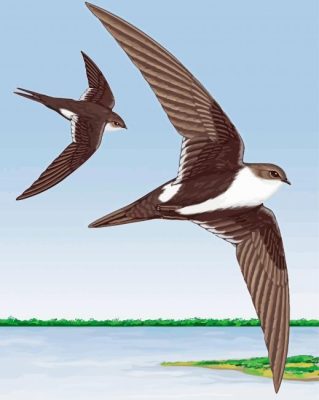 Two Swift Birds Paint By Numbers