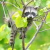 Baby Raccoon Animal Paint By Numbers