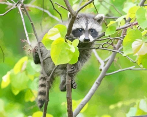 Baby Raccoon Animal Paint By Numbers