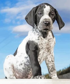 Black And White German Shorthair Pointer Dog Paint By Numbers