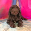 Black Goldendoodle Paint By Numbers