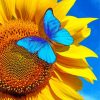 Blue Butterfly On Sunflower Paint By Numbers