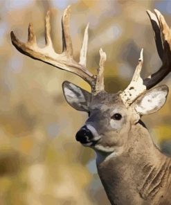 Buck Deer Paint By Numbers