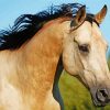 Buckskin Horse Face Paint By Numbers
