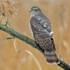 Eurasian Sparrowhawk On Tree Branch Paint By Numbers