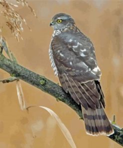 Eurasian Sparrowhawk On Tree Branch Paint By Numbers