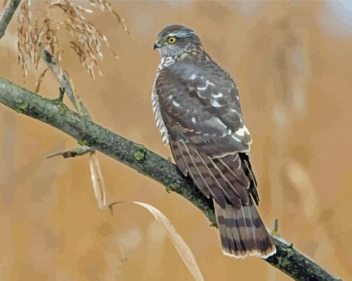 Eurasian Sparrowhawk On Tree Branch Paint By Numbers