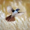 Flying Willie Wagtail Paint By Numbers