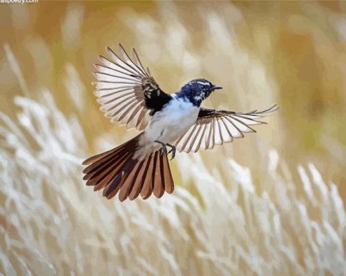 Flying Willie Wagtail Paint By Numbers