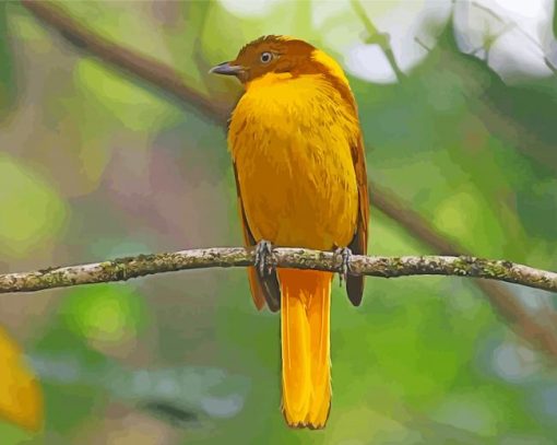 Golden Bowerbird On Stick Paint By Numbers