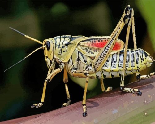 Grasshopper Paint By Numbers