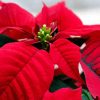 Poinsettia Paint By Numbers