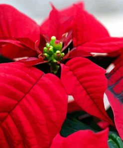 Poinsettia Paint By Numbers