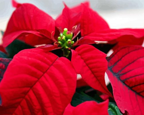 Poinsettia Paint By Numbers