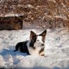 Welsh Sheepdog In Snow Paint By Numbers