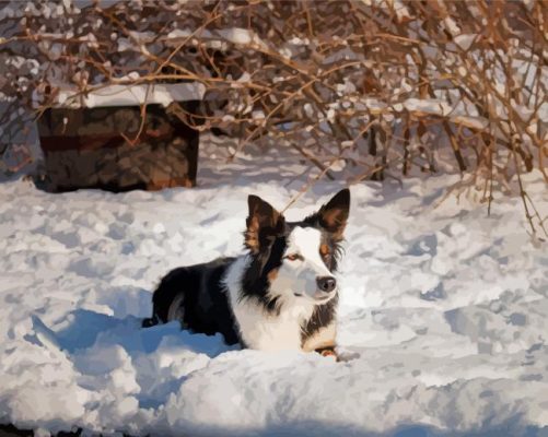 Welsh Sheepdog In Snow Paint By Numbers